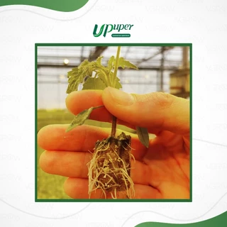 UPuper Rockwool CP R20 ร็อควูล เพาะชำ ทรงกลม สำหรับไฮโดรโปนิกส์ งอกไว รากไม่พัน ก้อนกลม 1 นิ้ว
