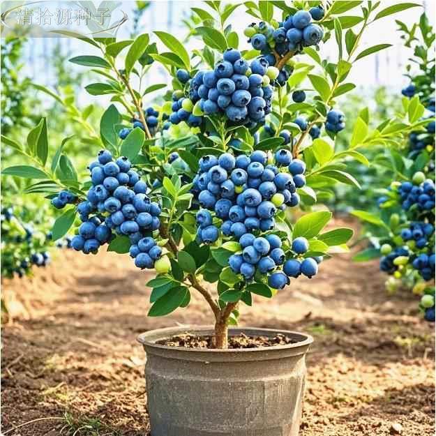 ปลูกง่าย ปลูกได้ทั่วไทย เมล็ดพันธุ์บลูเบอร์รี่ (20เมล็ด/ซอง) Bonsai Blueberry Seeds for Planting Edible Dwarf Blueberry