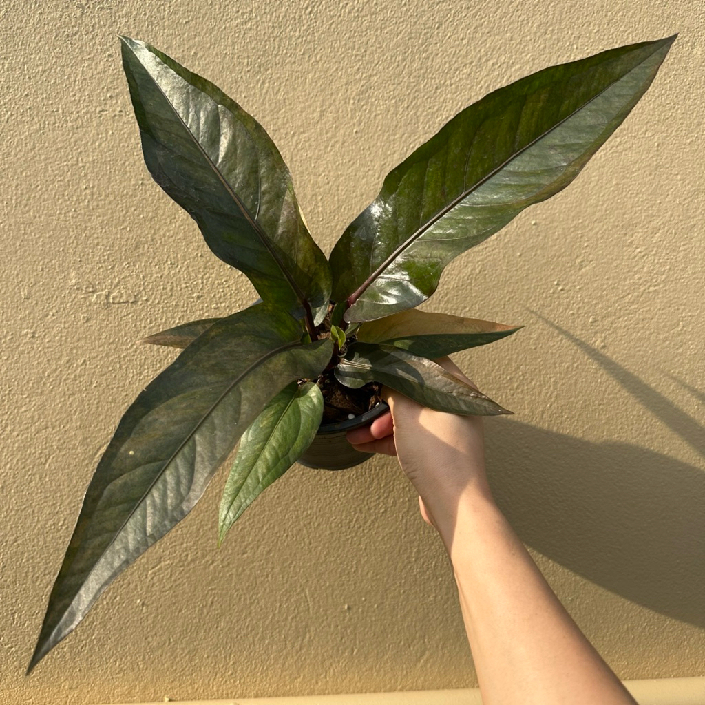 โชคเก้าชั้นเชื้อด่าง กระถางไซร์กลาง 6-7“ ถอดกระถางส่ง สูง 50Cm ขึ้นไป Anthurium Renaissance เชื้อด่างขาว ดำ ชมพู