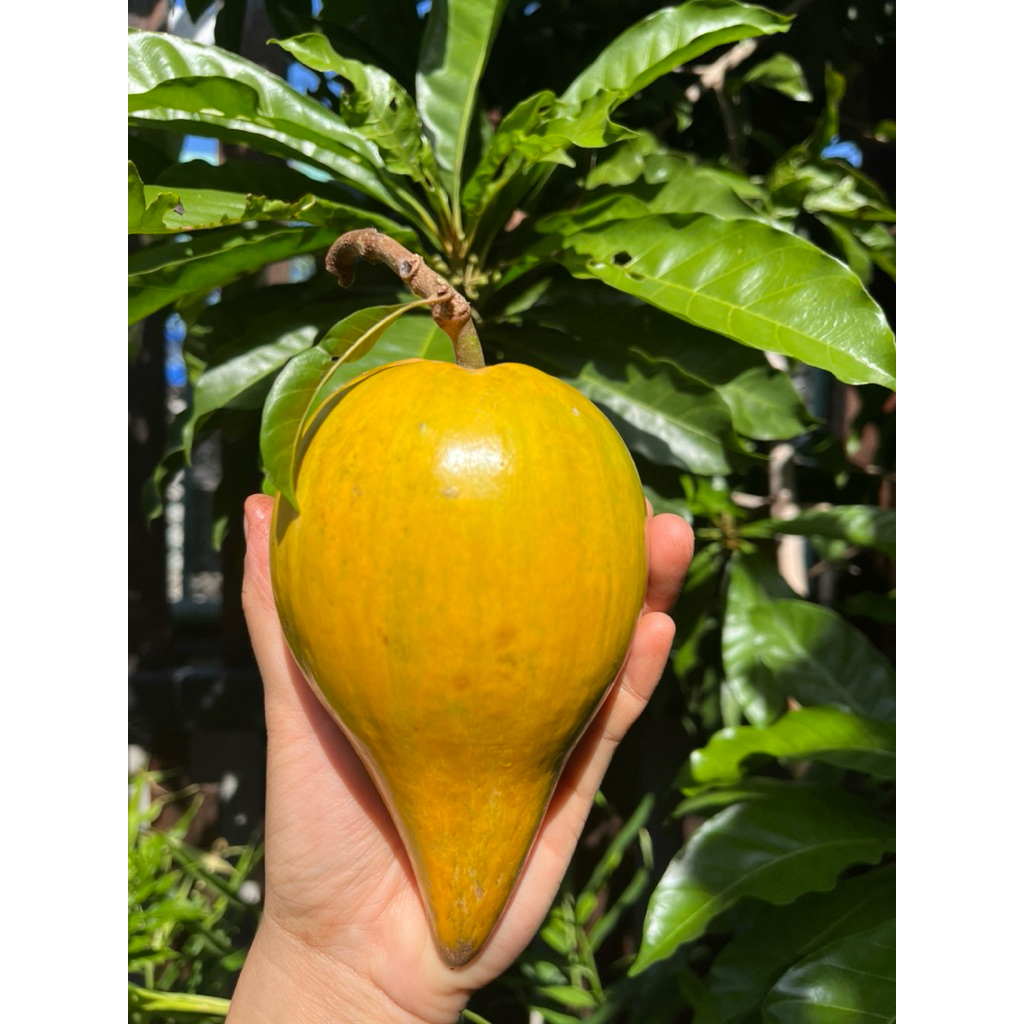 เซียนท้อ ม่อนไข่ ละมุดอินเดีย🥭(3kg.)❌ไซส์จัมโบ้❌ ✨พร้อมส่ง✨//3-4ลูกโล// ห่อโฟม‼️
