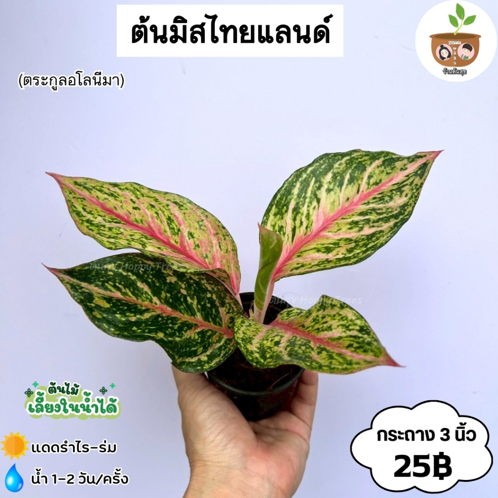 ต้นมิสไทยแลนด์ จัดส่งที่ 2 ต้นขึ้นไปคละแบบได้ *โปรอ่าน*