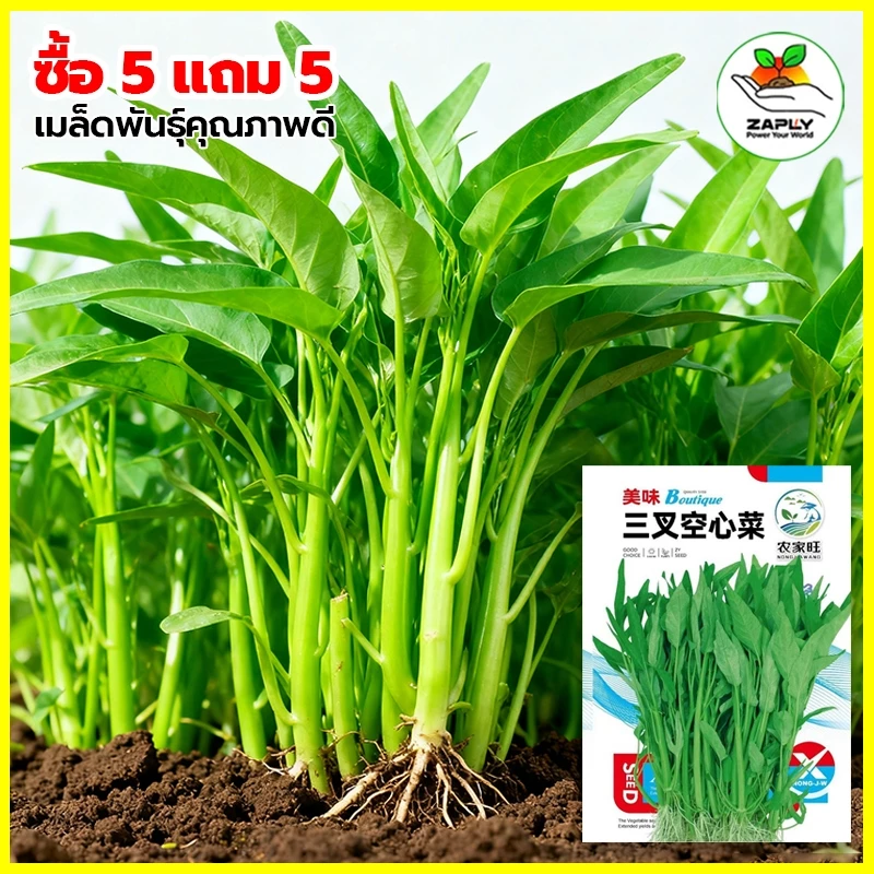 60 เมล็ด ซื้อ 5 แถม 5 ฟรี เมล็ดพันธุ์ ผักบุ้งแก้ว (พันธุ์แตกกอ)เมล็ดใหม่สมบูรณ์ อัตราความงอกสูง ซื้อ ปลูกง่ายโตเร็ว