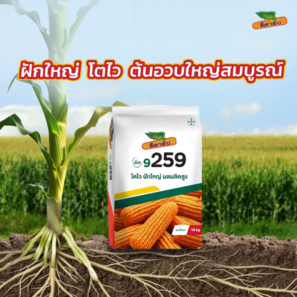 ข้าวโพด 9259 *ขนาด 10 กิโลกรัม (3 หุน) ผลผลิตดี โตไว ฝักใหญ่ ผลผลิตสูง