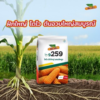 ข้าวโพด 9259 *ขนาด 10 กิโลกรัม (3 หุน) ผลผลิตดี โตไว ฝักใหญ่…