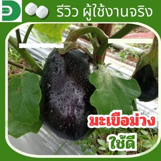ดี-ไวท์ เม็ดฟู่เทพ กำจัดโรคพืช เชื้อรา แบคทีเรีย โรครากเน่า โคนเน่า โรคพืชทุกชนิด