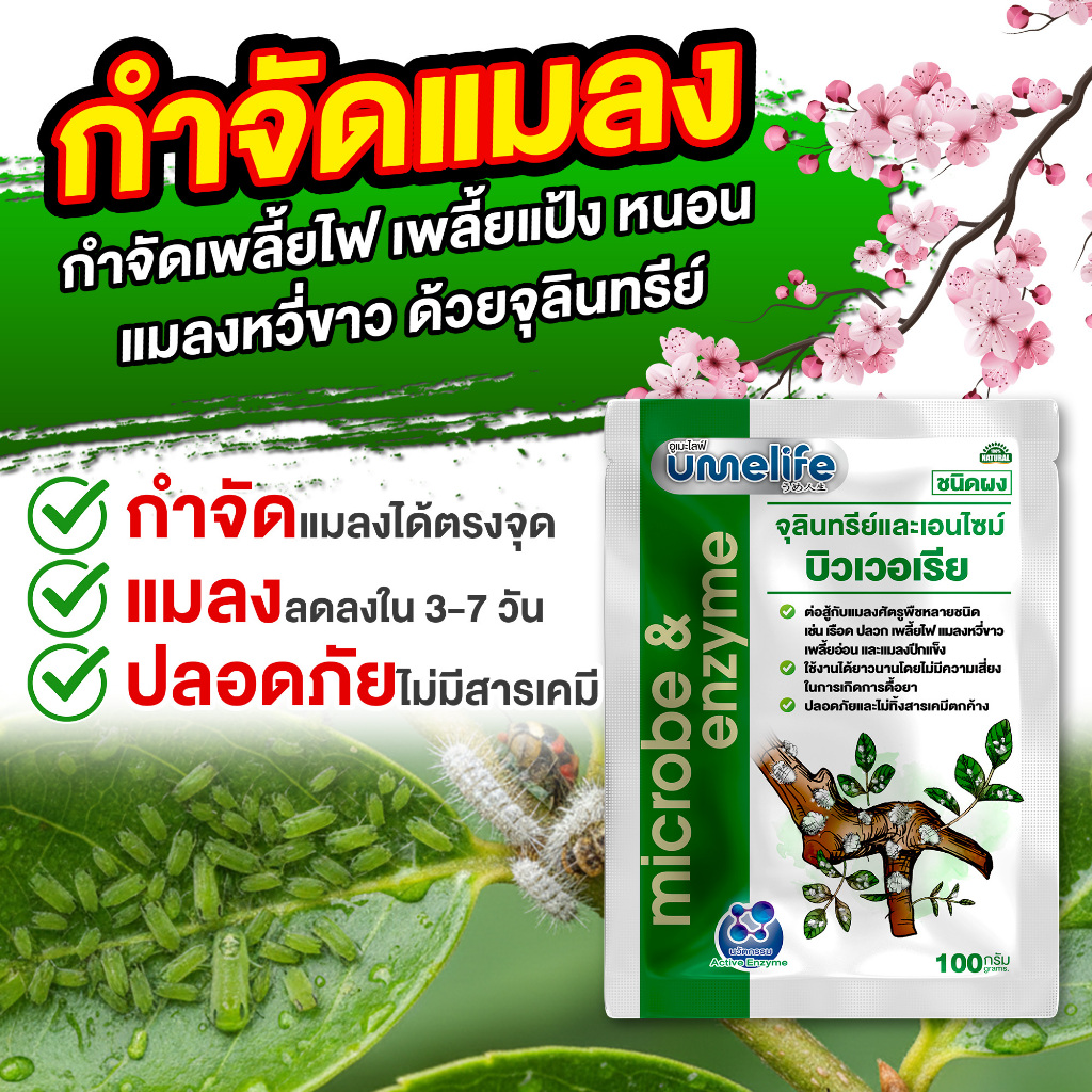 กำจัดแมลง ป้องกันแมลงกินใบ ป้องกันใบเหี่ยวจากเพลี้ย กำจัดเพลี้ย อูเมะไลฟ์ บิวเวอเรีย 100 กรัม