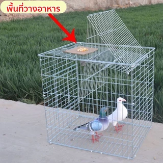 *เข้าได้แต่ออกไม่ได้* Flip Cage กรกดักนกเขา เพนียดดักนก กรงกับดักนกพิราบ ดักนกได้หลายชนิด