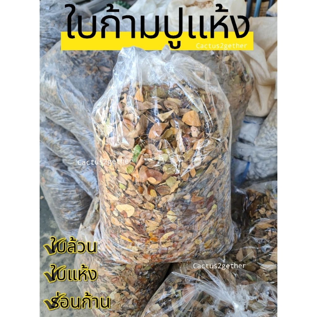 ใบก้ามปูผุเก่า/ใบก้ามปูแห้ง/ใบก้ามปูเก่าหมัก(พร้อมใช้)‼️