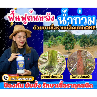 โปรฯซื้อคู่ ปุ๋ยแบล็คแคทคู่กับยาเชื้อราแบล็คแคทวัน