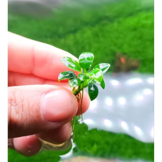 anubias petite , pinto pangolino พิตตี้และสายพันธ์อื่นๆ