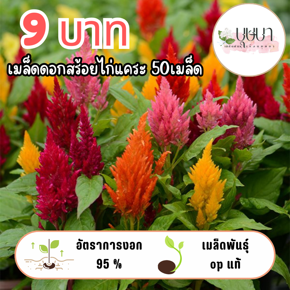 เมล็ดพันธุ์ดอกสร้อยไก่แคระ 9บาท