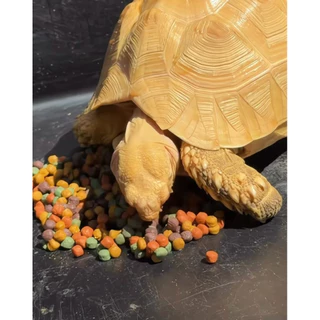เปิดตัวใหม่! 📣 Pro-Reptiles​ อาหารเต่าบกสูตร Mixed fruit กระสอบ 10 กิโล เพิ่มความอยากอาหาร เสริมกับอาหารหลัก
