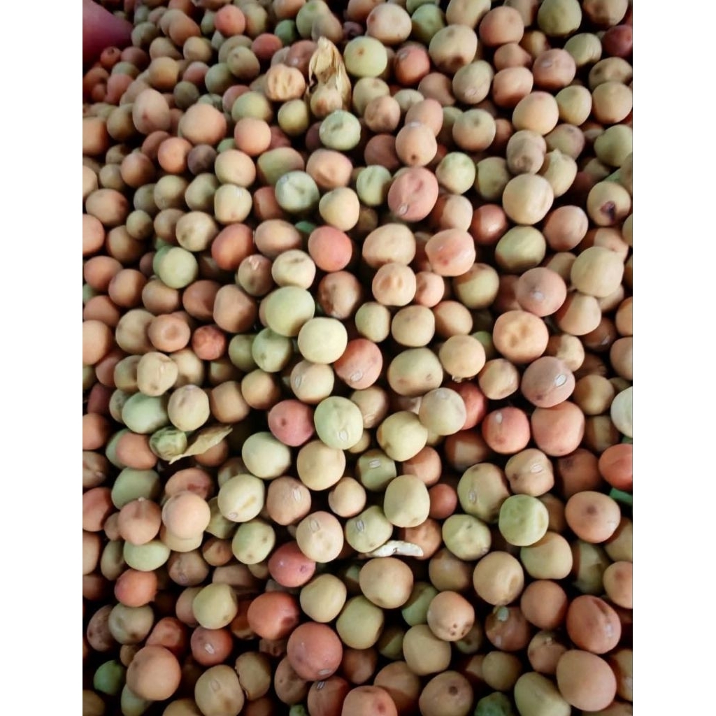 ถั่วลันเตาปลูก  1กิโล(ใบใหญ่) ปลูกกินยอด กินใบ กินฝัก (เมล็ดโต้วเหมี่ยว) - รูปที่ 5