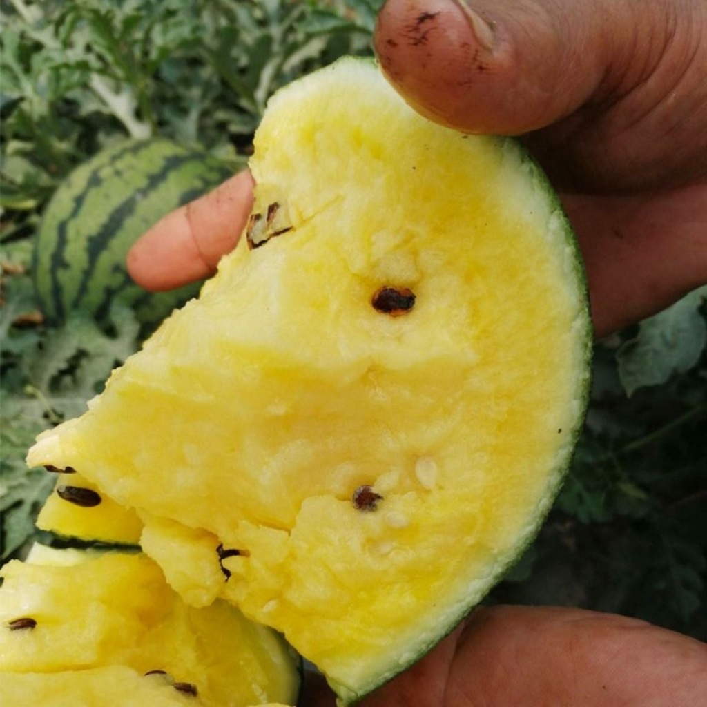 เมล็ดพันธุ์แตงโม เมล็ดแตงโม เนื้อสีเหลือง หวานสุดๆ บรรจุ 20เมล็ด Yellow Watermelon Seeds เมล็ดพันธุ์ผลไม้ เมล็ดพันธุ์ OP - รูปที่ 4
