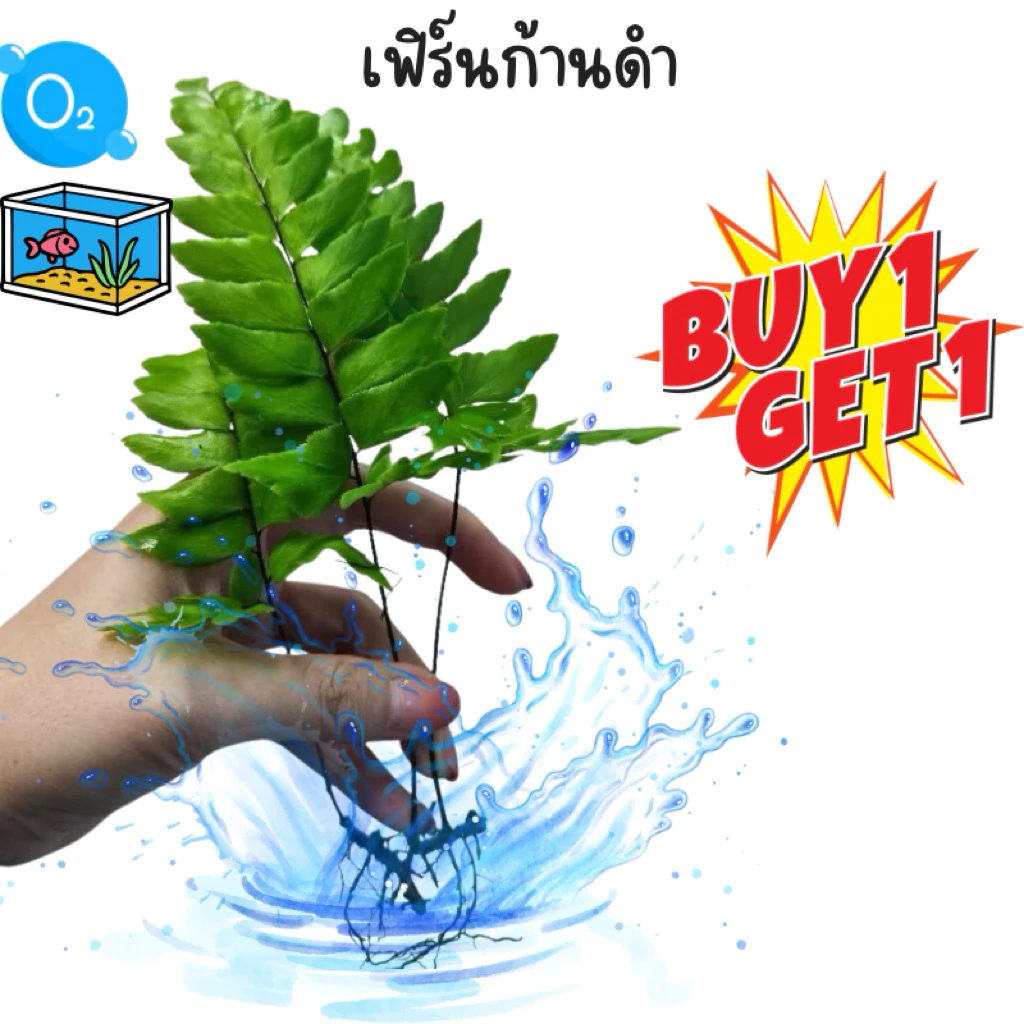 เฟิร์น ก้านดำ 🌿แต่งตู้ปลาพร้อมส่งทั่วไทย