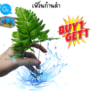 เฟิร์น ก้านดำ 🌿แต่งตู้ปลาพร้อมส่งทั่วไทย