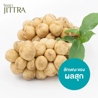 จิตตรา ต้นลองกองพันธุ์ตันหยงมัส เสียบยอดสูง 50-70 ซม. รากแน่น โตไว ให้ผลเร็ว พร้อมส่ง เคลมฟรี