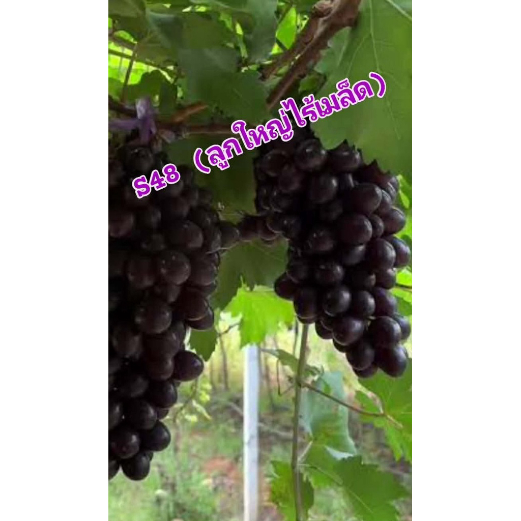 องุ่นเสียบยอดS48 เออรี่อาดอร่า(ไร้เมล็ด)