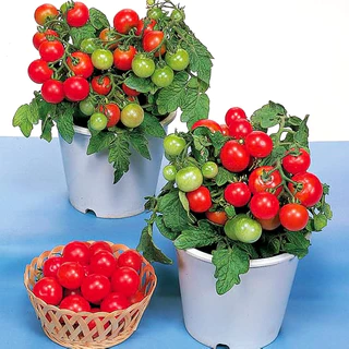 เมล็ดพันธุ์ มะเขือเทศ เรดโรบิน Red Robin Tomato Seed 20 เมล็ด คุณภาพดี ของแท้ 100%