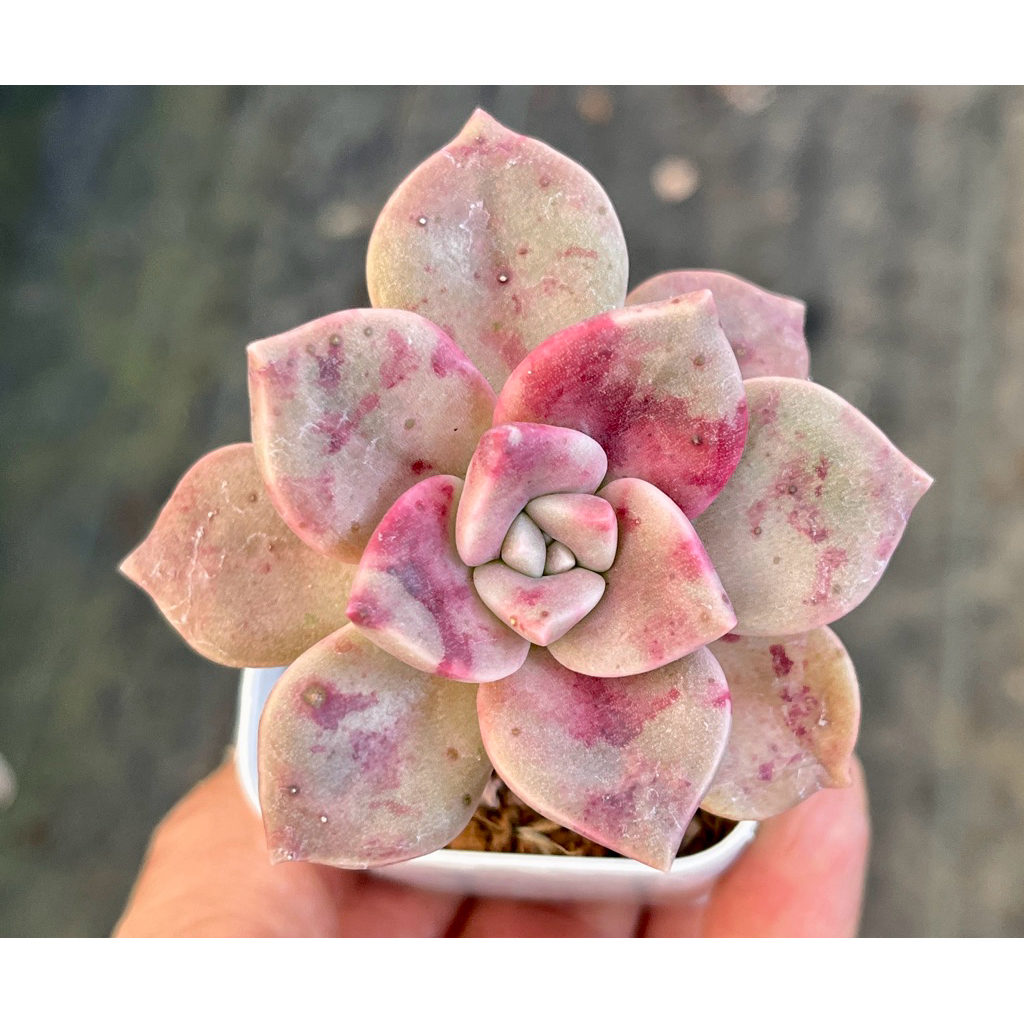 Echeveria Foie Gras กุหลาบหิน ไม้อวบน้ำ ขนาด 2 นิ้ว