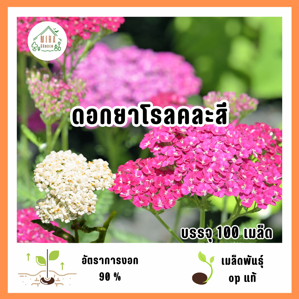 เมล็ดพันธุ์ดอกยาโรลคละสี 100 เมล็ด
