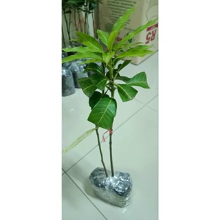 ต้นมะม่วงเสียบยอดทุกสายพันธุ์ สูง55-65ซม.(ต้นสวย ราคาถูก)10แ…