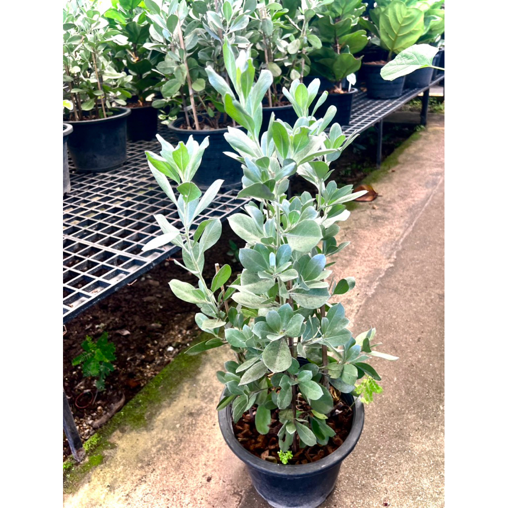 Silver Boston / Silver Leaved Buttonwood ต้นกระดุม ไม้แดด ไม้ใบ ใบสีเงินสวย ไม้มงคลช่วยเสริมเรื่องการเงิน
