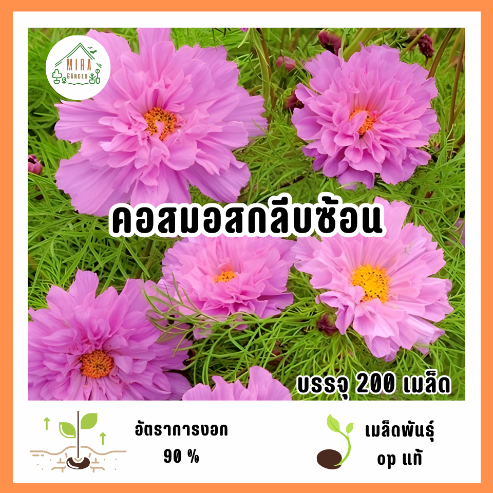 เมล็ดพันธุ์ดอกคอสมอสกลีบซ้อน 200 เมล็ด