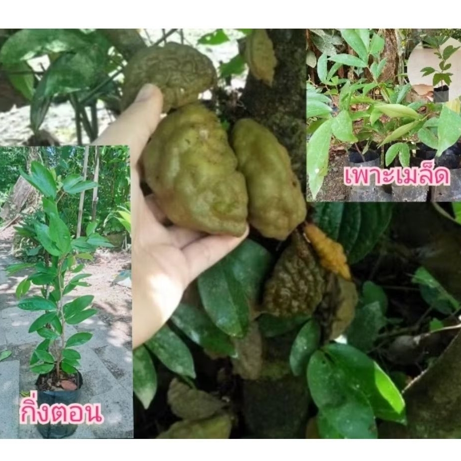 ต้นอัมพวา หรือต้นมะขามคางคก🌱🌳🌿✨(มีทั้งแบบ เพาะเมล็ด & กิ่งตอน)ไม้หายาก