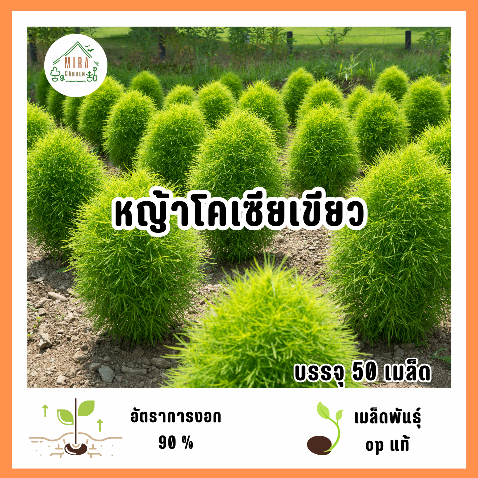 เมล็ดพันธุ์หญ้าโคเซียสีเขียว 50 เมล็ด