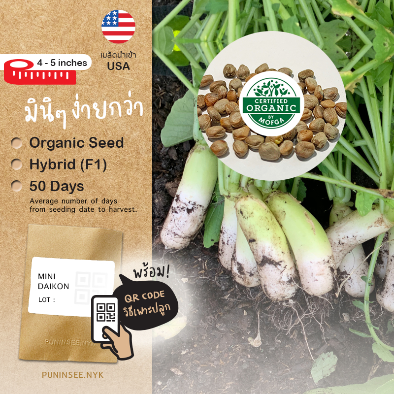 เมล็ดผักนำเข้า หัวไชเท้าจิ๋ว Mini Mak Mini Daikon (Organic F1) ไช้เท้าญี่ปุ่น หัวเขียวขาว ปันอินทรีย์