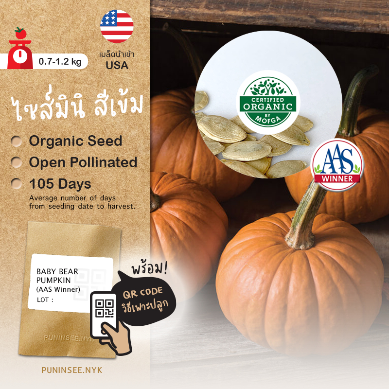 🏅เมล็ดนำเข้า ฟักทองเบบี้แบร์ Baby Bear Pumpkin (Organic Seed) ฟักทองลูกเล็ก AAS สายพันธุ์นี้มีรางวัล
