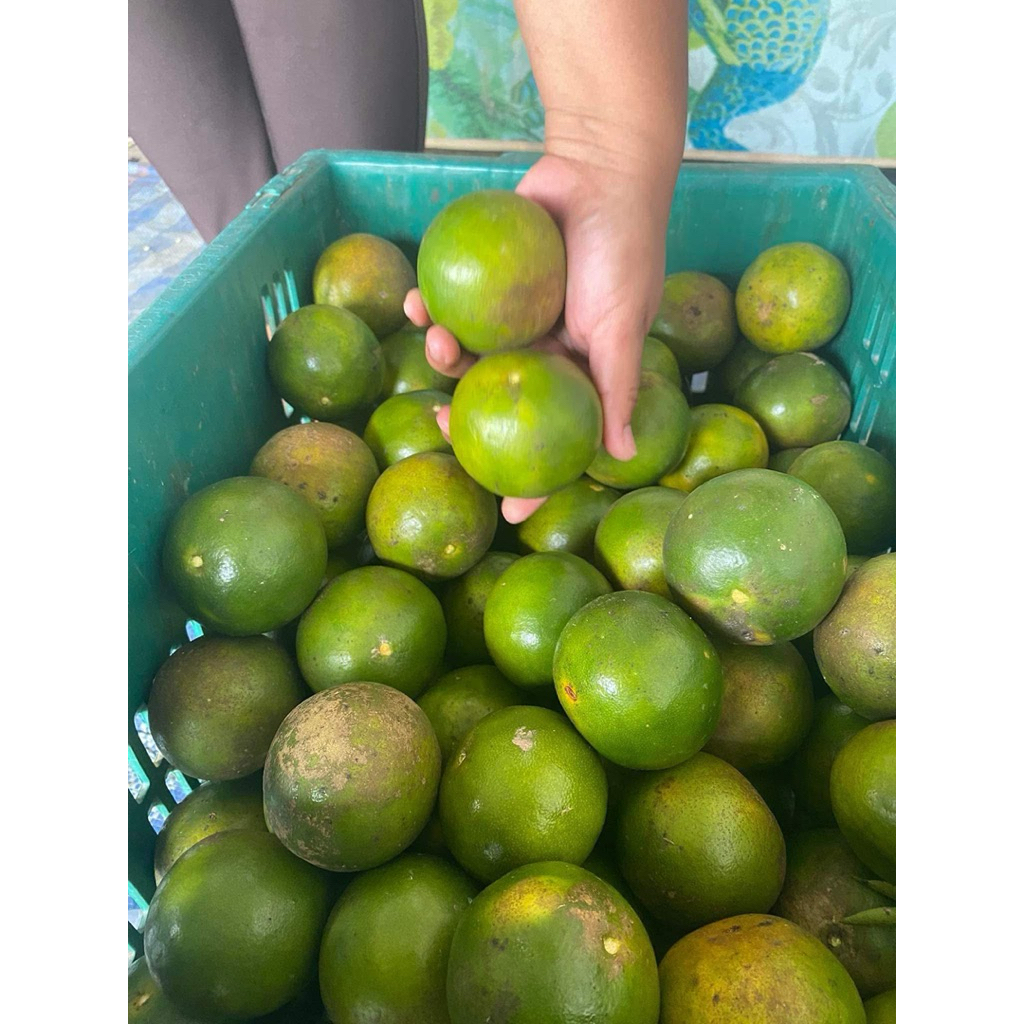 ส้มโชกุน หวานอร่อย เปลือกบาง เนื้อส้มอร่อย