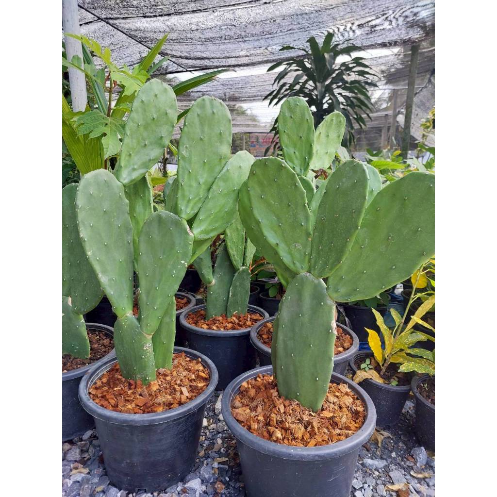 โอพันเทีย หูกระต่าย ใบเสมา กระถาง 10 นิ้ว  //// แคคตัส กระบองเพชร หูกระต่าย 🌵