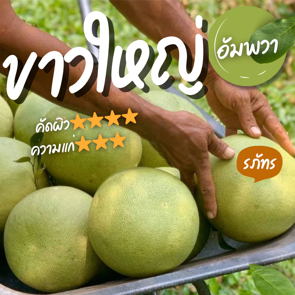 [คัดผิวปานกลาง ทรงสวย] ส้มโอขาวใหญ่อัมพวาแท้ ส่งตรงจากสวน ขายเอง - คละไซส์