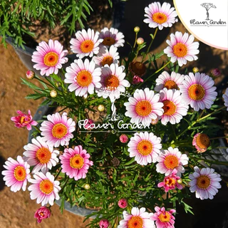 NEW😍Paris Daisy (ปารีส เดซี่) สีแดง เหลือง ชมพู ดอกไม้กินได้ กระถาง 8 นิ้ว*ส่งติดดอก* ดอกหลายโทนสีในต้นเดียว ต้นไม้