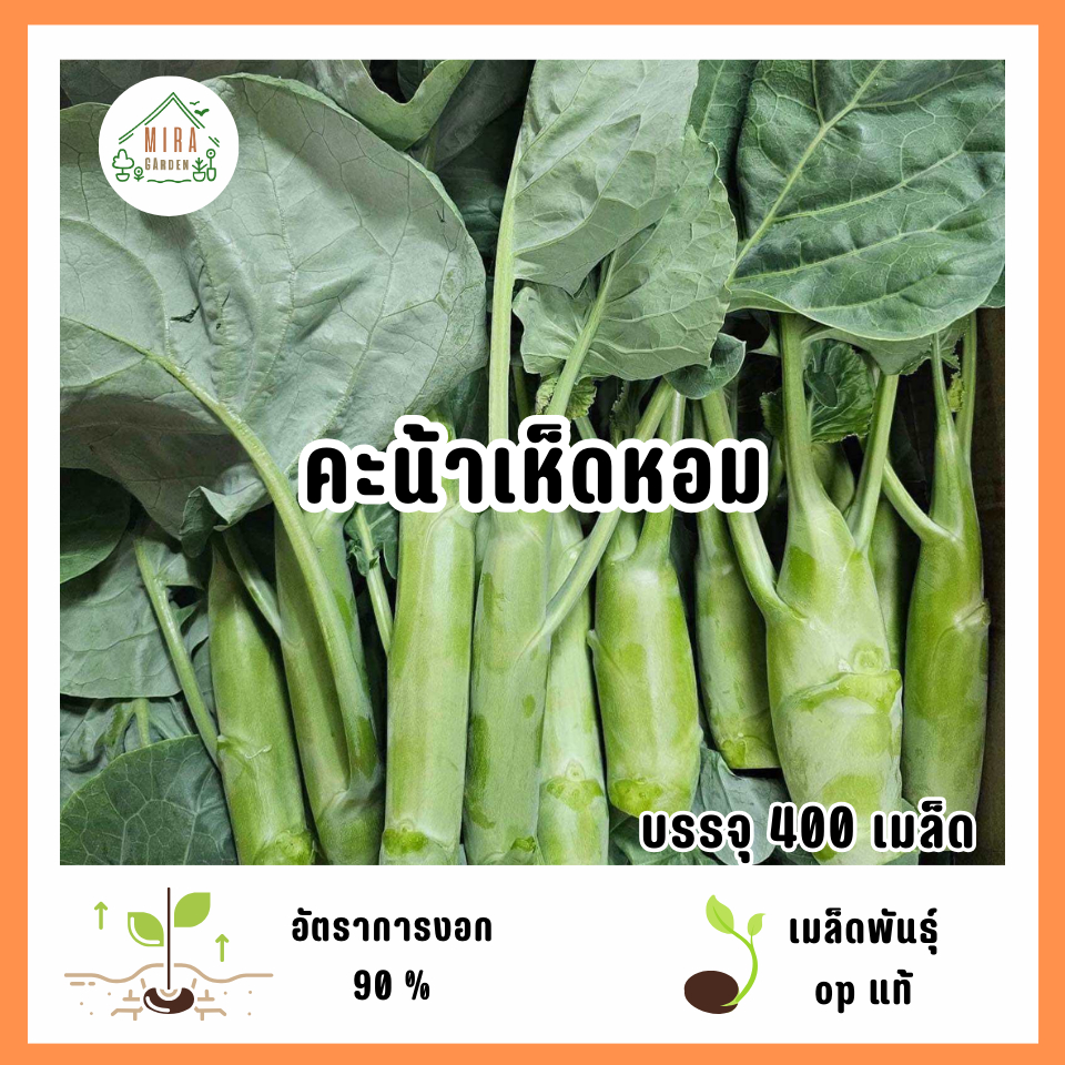 เมล็ดพันธุ์คะน้าเห็ดหอม 400 เมล็ด