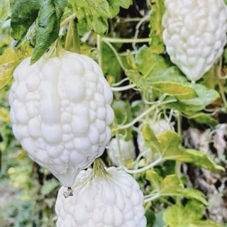 มะระ🌱มะระทุกสายพันธุ์📌10แถม1🎯ถูกที่สุด10 บ.🎯เมล็ดพันธุ์มะระรวมทุกสายพันธุ์🌱ปลูกง่าย☘️โดไว🌱ลูกดก☘️ทานอร่อย🌱เมล็ดออแกนิก