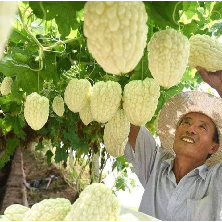 มะระหัวใจขาว10 แถม 1ถูกที่สุด25บ.เมล็ดพันธุ์มะระหัวใจขาว รูปที่ 6