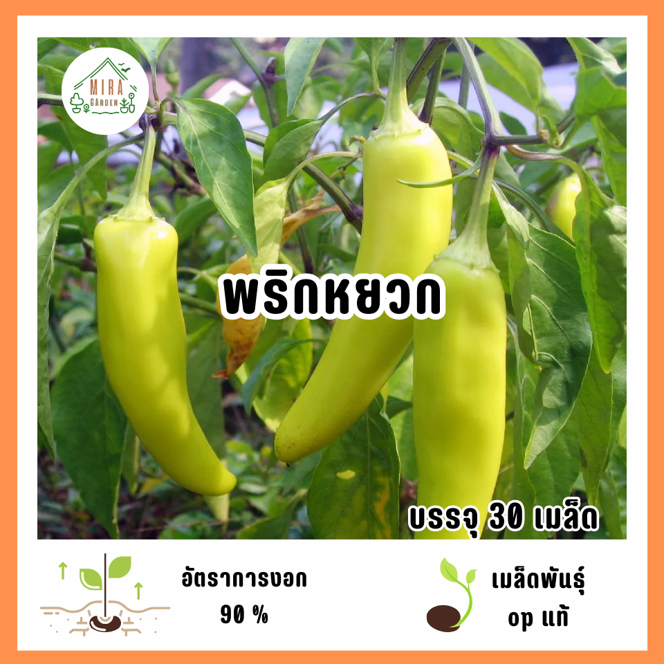 เมล็ดพันธุ์พริกหยวก 30 เมล็ด