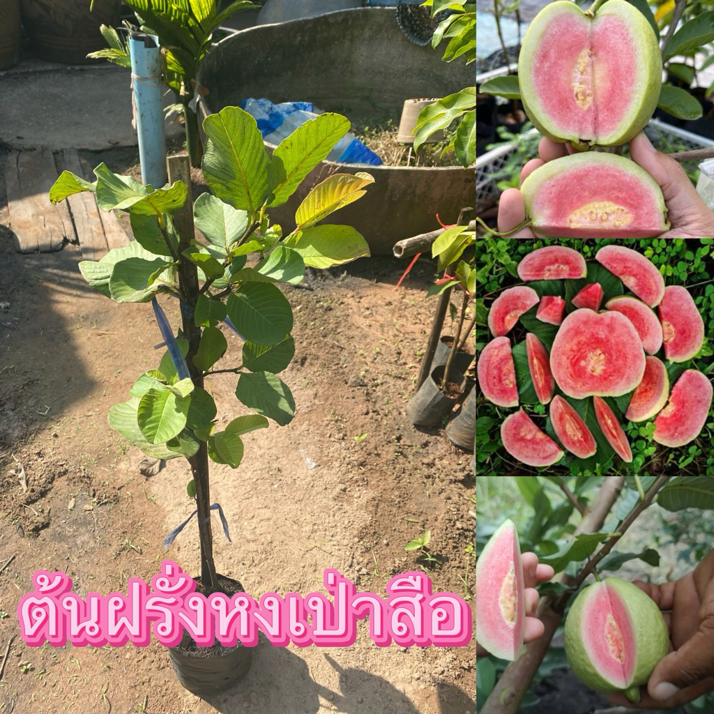 ต้นฝรั่งหงเป่าสือ ราคาต้นละ 135 บาท พร้อมส่ง