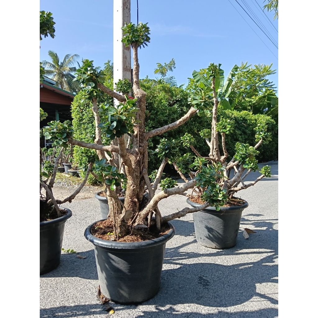 ต้นช้อนเงินช้อนทอง 4-16 พุ่ม (งานกระถาง17นิ้ว) สูง100-150cm ดีไซต์สวยเหมาะแก่การจัดสวน ราคาย่อมเยาว์ (ภาพถ่ายจากสินค้า)