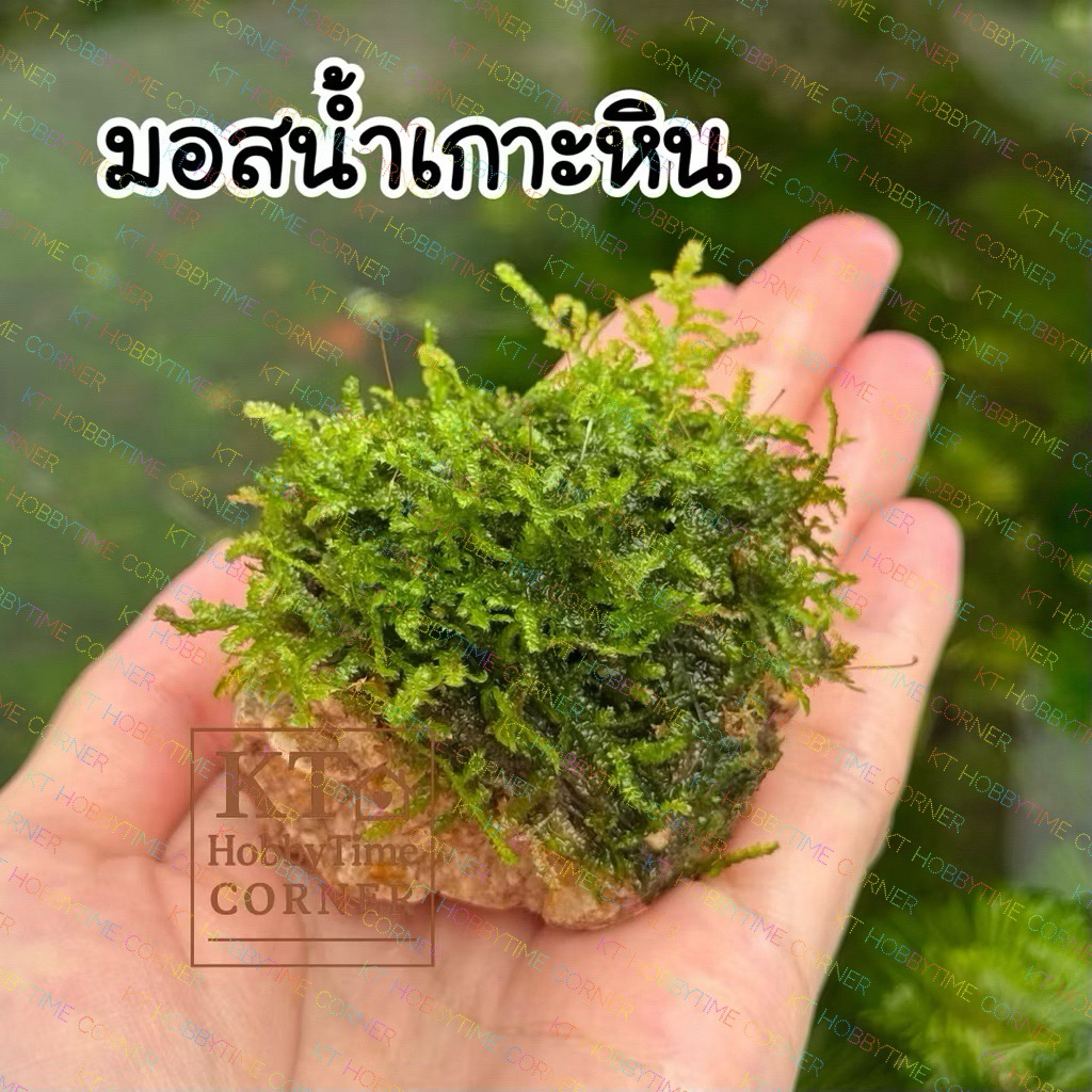 มอสน้ำเกาะหิน มอสพันหิน Moss ตกแต่งตู้ปลา อ่างปลา ใส่โหลปลากัดได้ เลี้ยงง่าย ไม่ต้องใช้ CO2