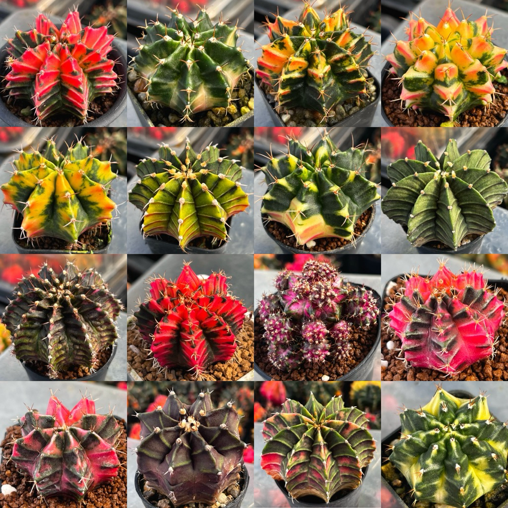 ไม้เมล็ดยิมโนด่าง หลากหลายสี  หน้าไม้ลุ้นด่างสวยๆ