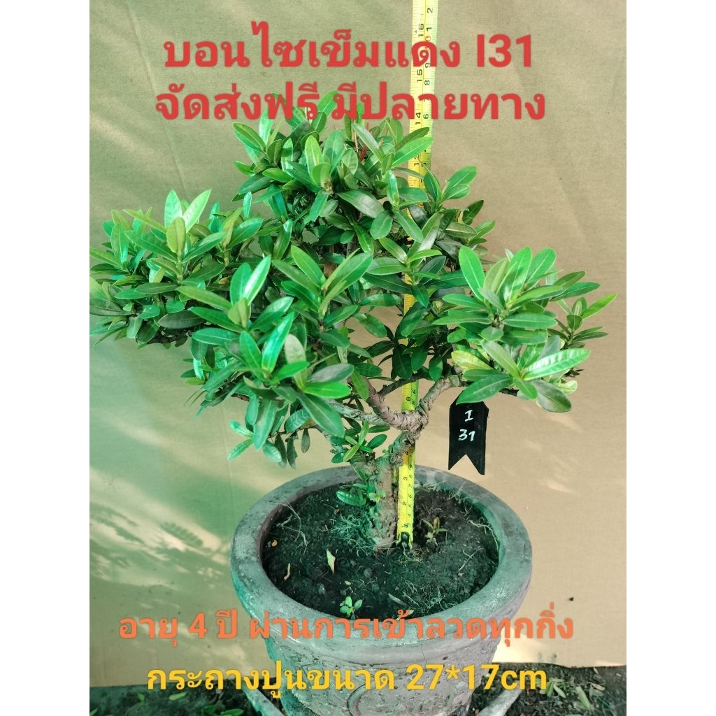 บอนไซเข็มแดง I31 (Ixora)