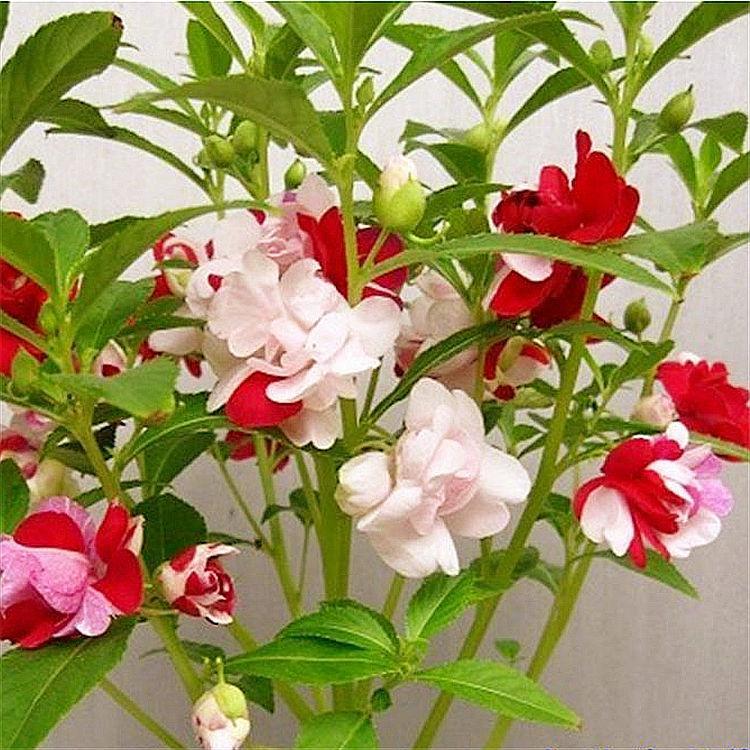 100 เมล็ด เมล็ดดอกเทียน เทียนดอก เทียนสวน เทียนไทย Impatiens balsamina Seeds ดอกคละสี High quality and high yield - รูปที่ 2