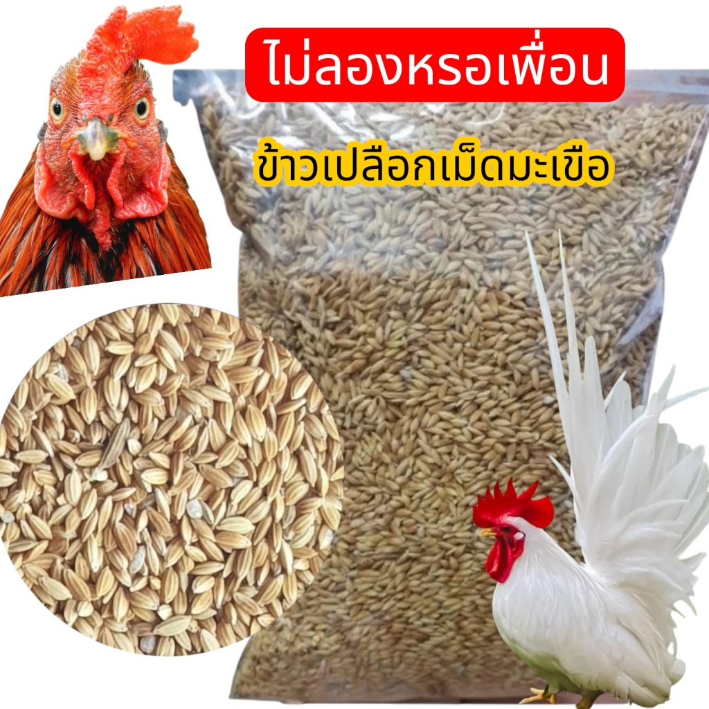 ข้าวเปลือกเม็ดมะเขือ 1 กิโลกรัม – ข้าวเปลือกใหม่ – ปลอดสาร เม็ดสวย **เหมาะสำหรับนกทุกชนิด ไก่ชน ลูกไก่ COD