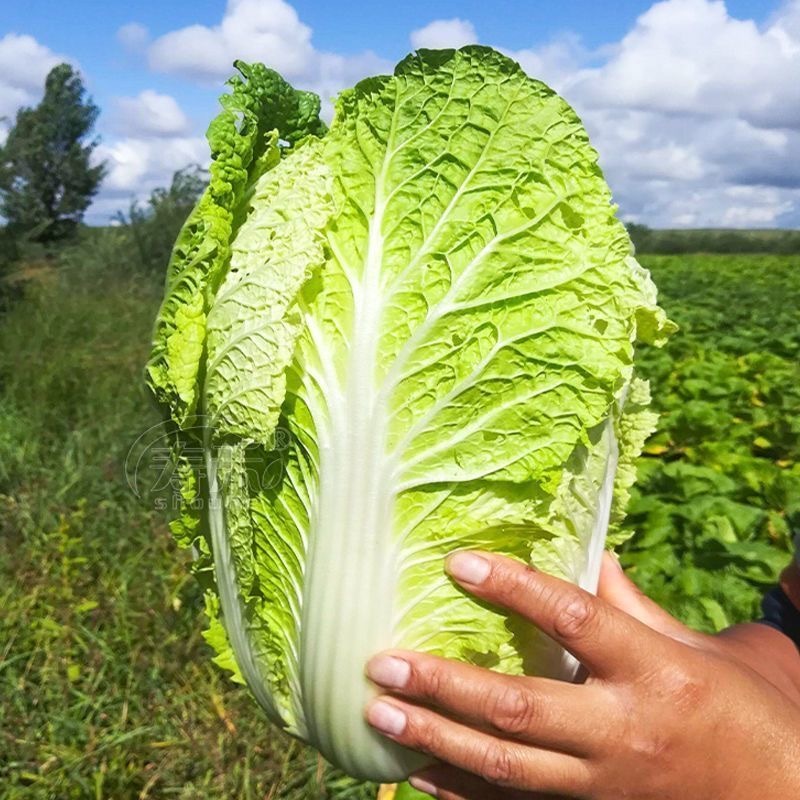Chinese Cabbage Seeds 200เมล็ด/แพ็ค ของแท้ 100% ปลูกง่าย อัตรางอกสูง เมล็ดกะหล่ำปลีจีน Organic Vegetable Seeds for Plant