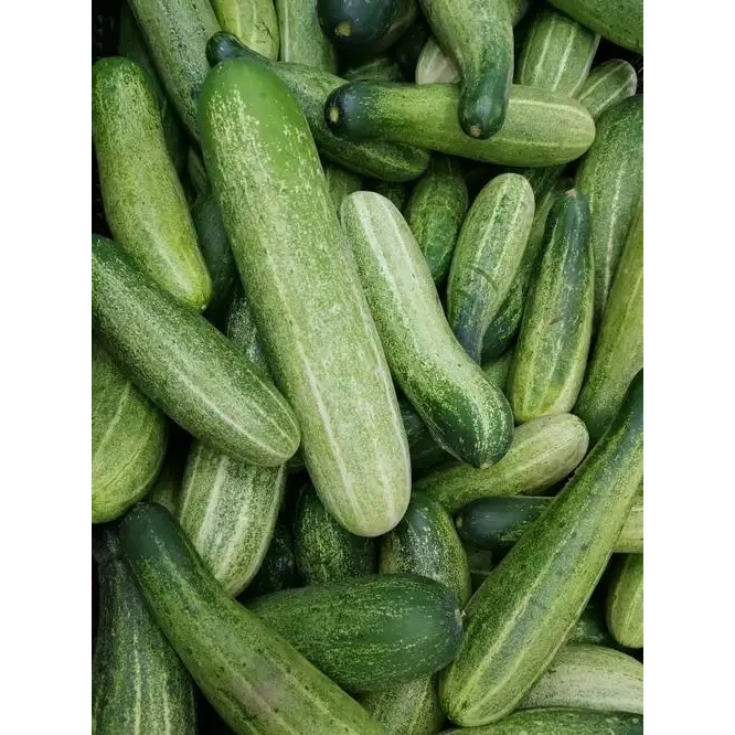 30 เมล็ด Tender Green Cucumber seed เมล็ดพันธุ์ แตงกวา เทนเดอร์กรีน เมล็ดพันธุ์แท้ เมล็ดพันธุ์อินทรีย์ ปลูกกลางแจ้ง - รูปที่ 6