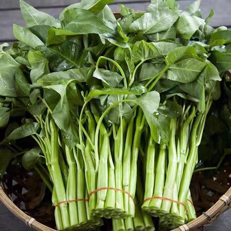 พืชผัก 50 เมล็ด Kangkong Seeds Vegetable Seeds ผักบุ้ง เมล็ดพันธุ์ให้ผลผลิตสูง เมล็ดพันธุ์คุณภาพดี High yield seeds